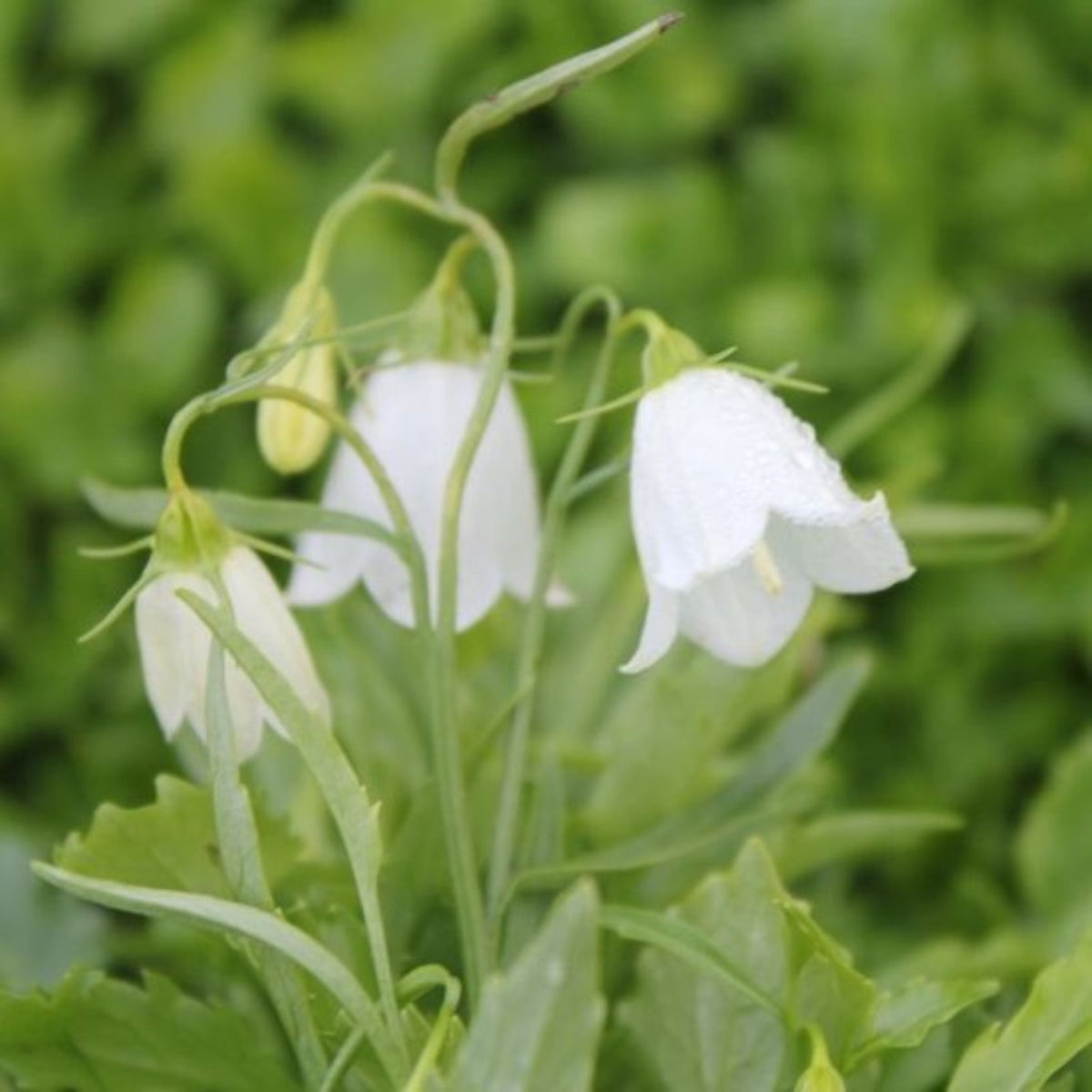 20s| Baby White Campanule Seeds – Heirloom, Non-GMO, Easy to Grow Perennial, Perfect for Borders, Rock Gardens, Cottage Gardens, and Pollinator-Friendly Landscapes#8051