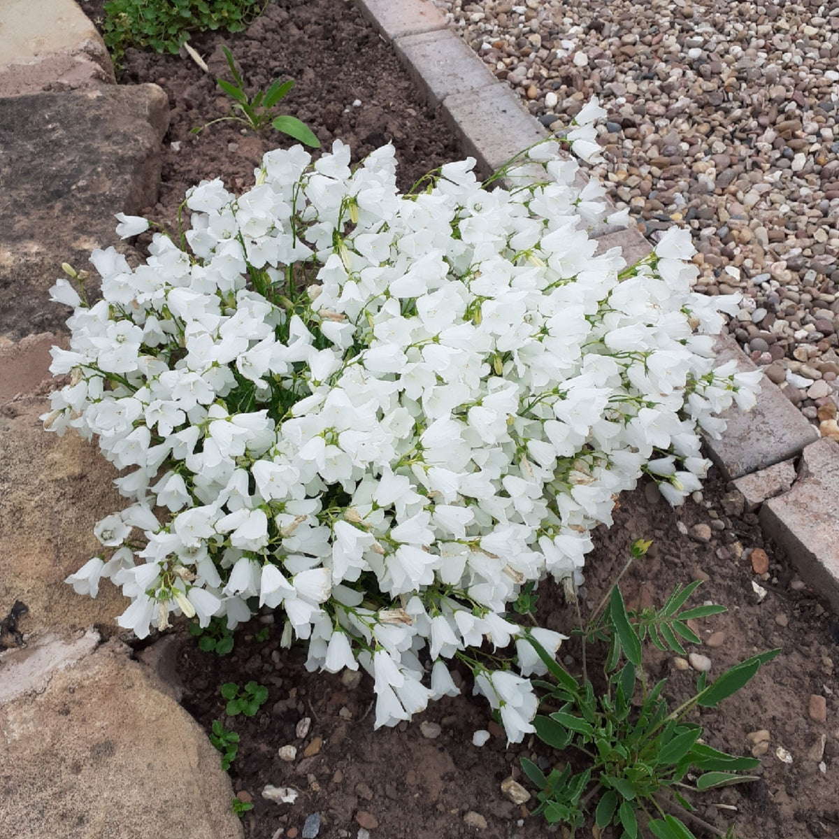 20s| Baby White Campanule Seeds – Heirloom, Non-GMO, Easy to Grow Perennial, Perfect for Borders, Rock Gardens, Cottage Gardens, and Pollinator-Friendly Landscapes#8051
