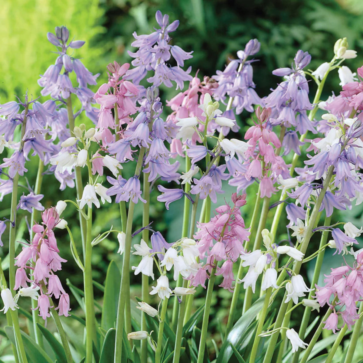 20s| Scilla Campanulata (Spanish Bluebell) - Mixed Colours Seeds– Heirloom, Non-GMO, Easy to Grow Perennial, Perfect for Borders, Rock Gardens, Cottage Gardens, and Pollinator-Friendly Landscapes#8052