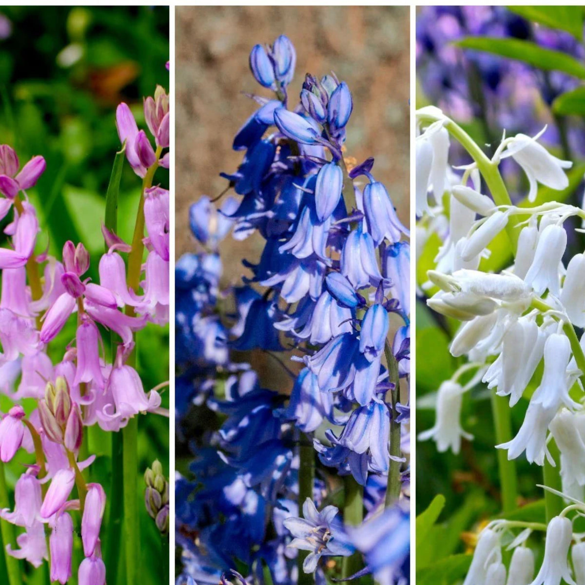 20s| Scilla Campanulata (Spanish Bluebell) - Mixed Colours Seeds– Heirloom, Non-GMO, Easy to Grow Perennial, Perfect for Borders, Rock Gardens, Cottage Gardens, and Pollinator-Friendly Landscapes#8052