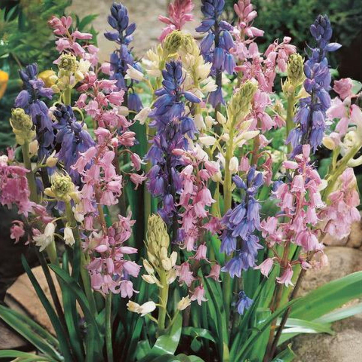 20s| Scilla Campanulata (Spanish Bluebell) - Mixed Colours Seeds– Heirloom, Non-GMO, Easy to Grow Perennial, Perfect for Borders, Rock Gardens, Cottage Gardens, and Pollinator-Friendly Landscapes#8052