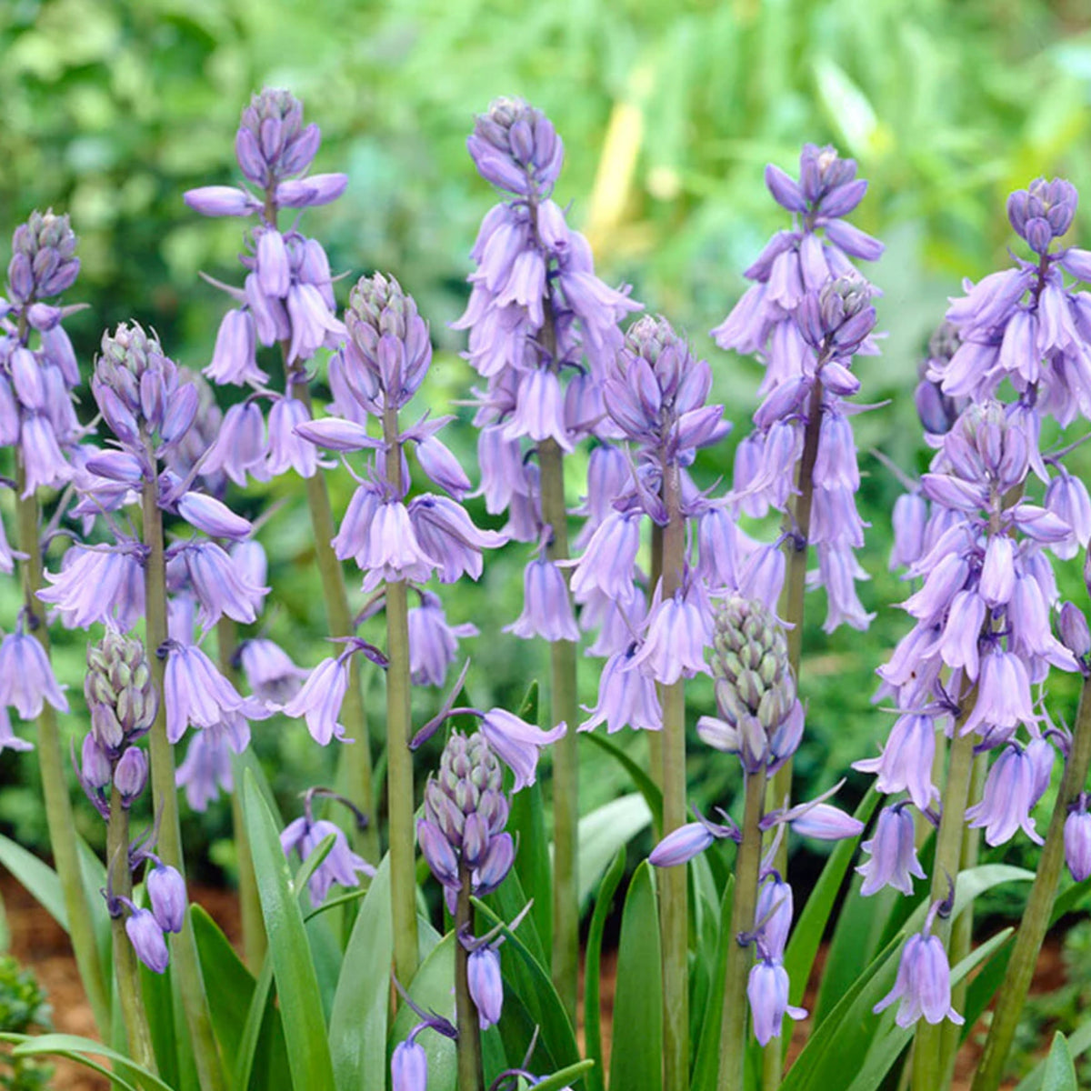 20s| Scilla Campanulata (Spanish Bluebell) - Mixed Colours Seeds– Heirloom, Non-GMO, Easy to Grow Perennial, Perfect for Borders, Rock Gardens, Cottage Gardens, and Pollinator-Friendly Landscapes#8052