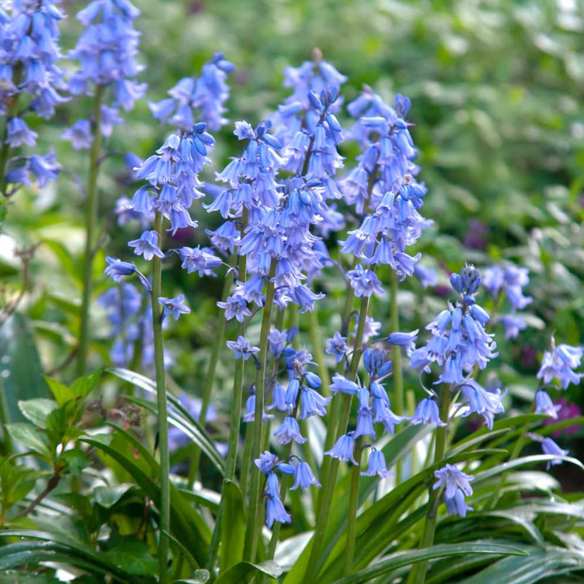20s| Scilla Campanulata (Spanish Bluebell) - Mixed Colours Seeds– Heirloom, Non-GMO, Easy to Grow Perennial, Perfect for Borders, Rock Gardens, Cottage Gardens, and Pollinator-Friendly Landscapes#8052