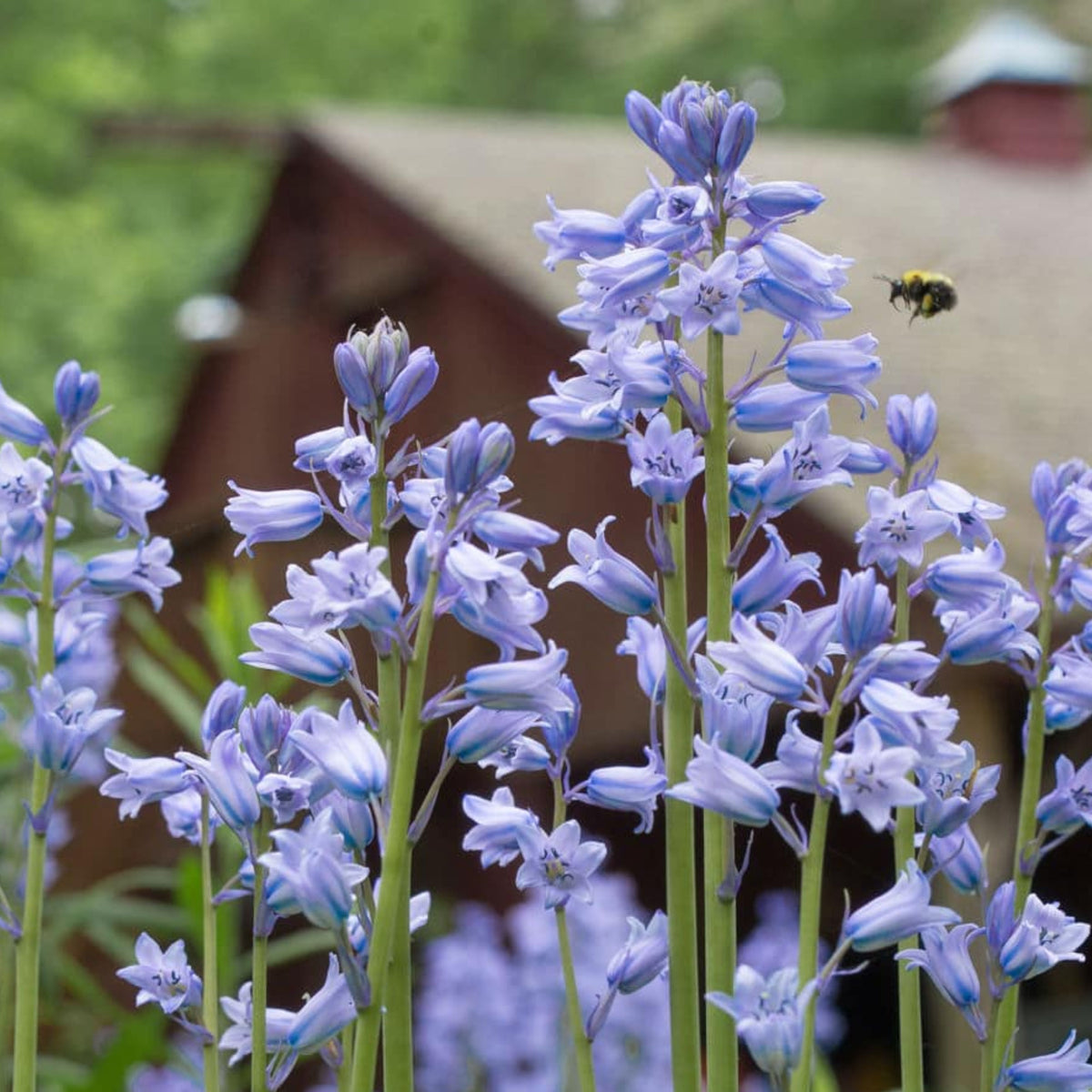 20s| Scilla Campanulata (Spanish Bluebell) - Mixed Colours Seeds– Heirloom, Non-GMO, Easy to Grow Perennial, Perfect for Borders, Rock Gardens, Cottage Gardens, and Pollinator-Friendly Landscapes#8052