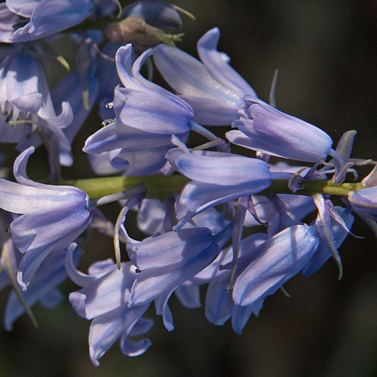 20s| Scilla Campanulata (Spanish Bluebell) - Mixed Colours Seeds– Heirloom, Non-GMO, Easy to Grow Perennial, Perfect for Borders, Rock Gardens, Cottage Gardens, and Pollinator-Friendly Landscapes#8052