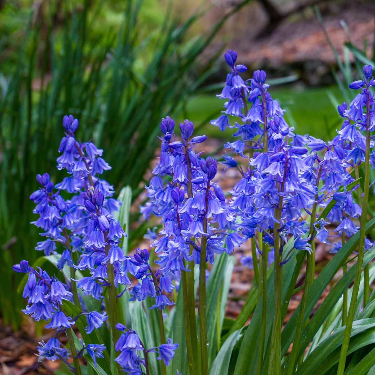 20s| Scilla Campanulata (Spanish Bluebell) - Mixed Colours Seeds– Heirloom, Non-GMO, Easy to Grow Perennial, Perfect for Borders, Rock Gardens, Cottage Gardens, and Pollinator-Friendly Landscapes#8052