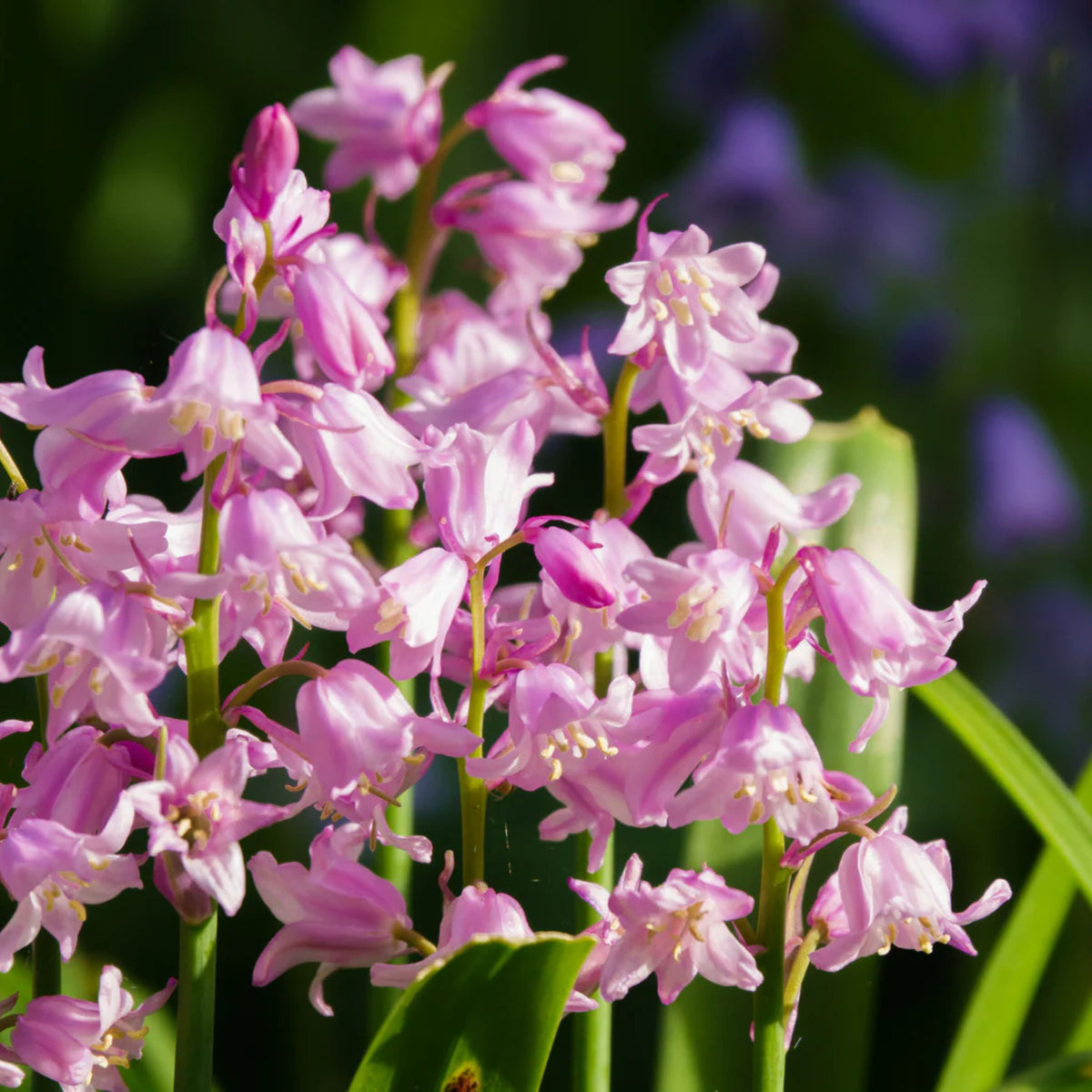 20s| Scilla Campanulata (Spanish Bluebell) - Mixed Colours Seeds– Heirloom, Non-GMO, Easy to Grow Perennial, Perfect for Borders, Rock Gardens, Cottage Gardens, and Pollinator-Friendly Landscapes#8052