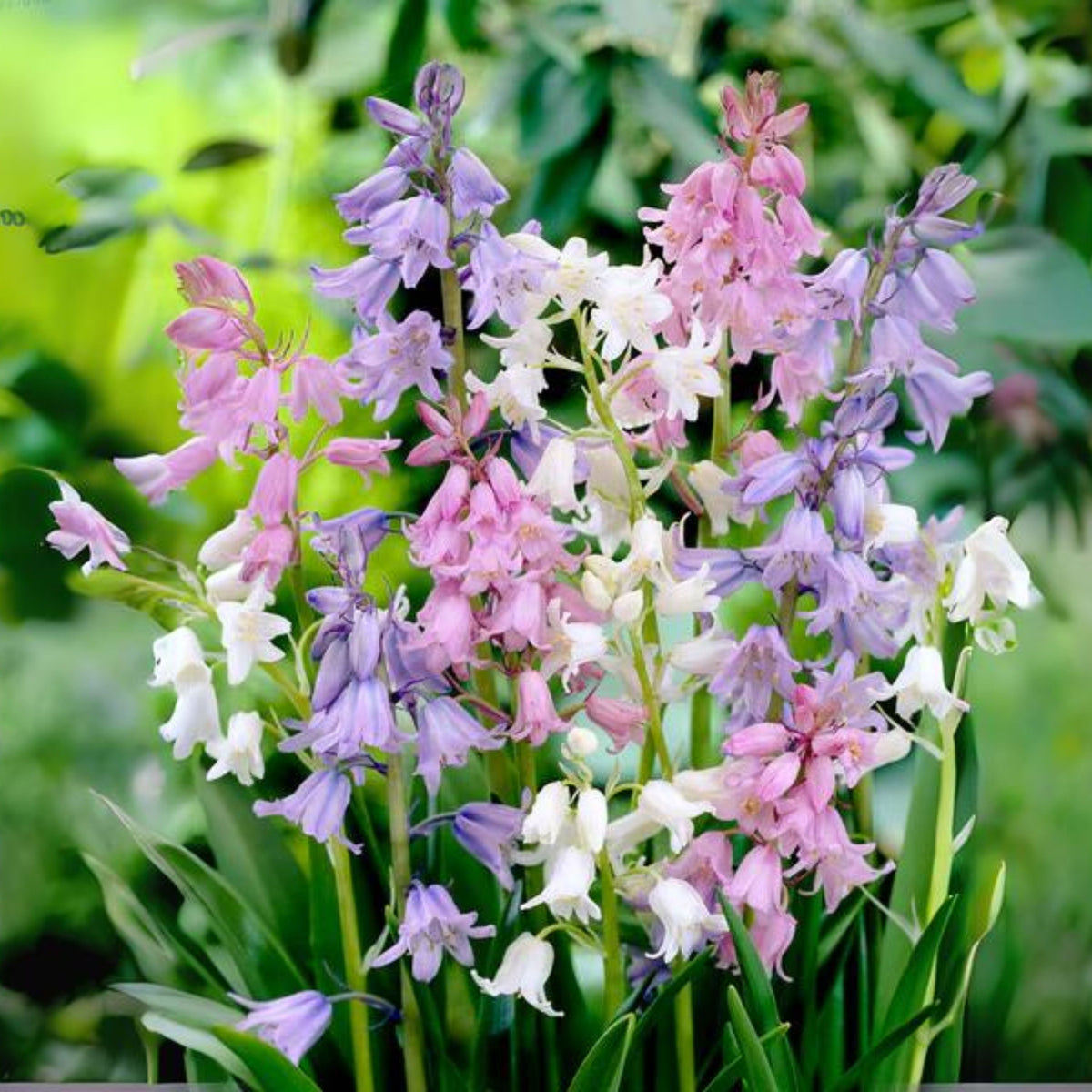 20s| Scilla Campanulata (Spanish Bluebell) - Mixed Colours Seeds– Heirloom, Non-GMO, Easy to Grow Perennial, Perfect for Borders, Rock Gardens, Cottage Gardens, and Pollinator-Friendly Landscapes#8052