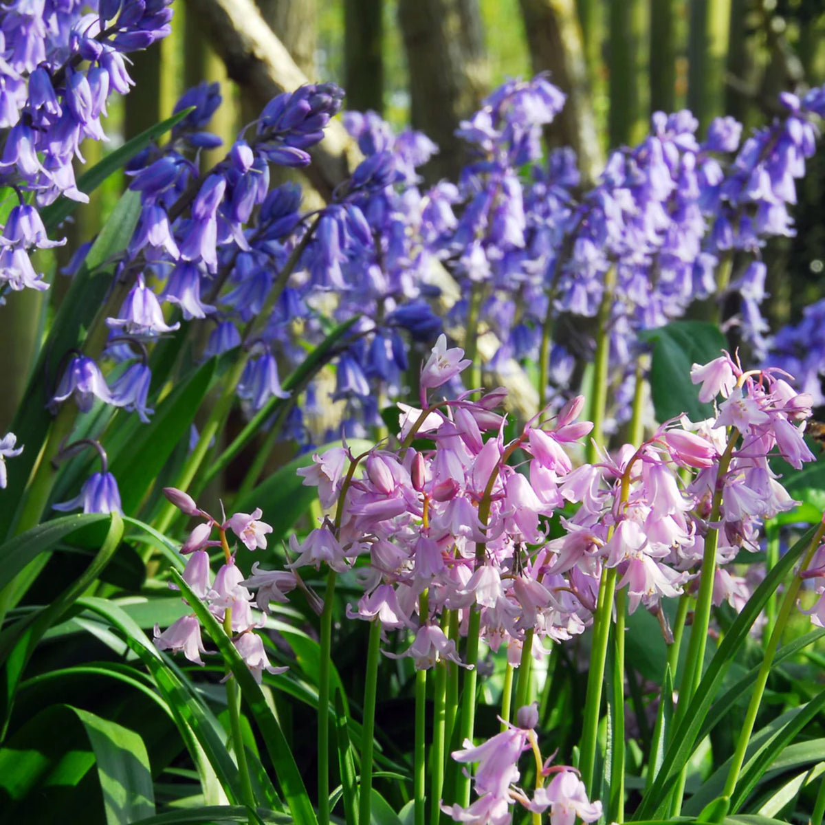 20s| Scilla Campanulata (Spanish Bluebell) - Mixed Colours Seeds– Heirloom, Non-GMO, Easy to Grow Perennial, Perfect for Borders, Rock Gardens, Cottage Gardens, and Pollinator-Friendly Landscapes#8052