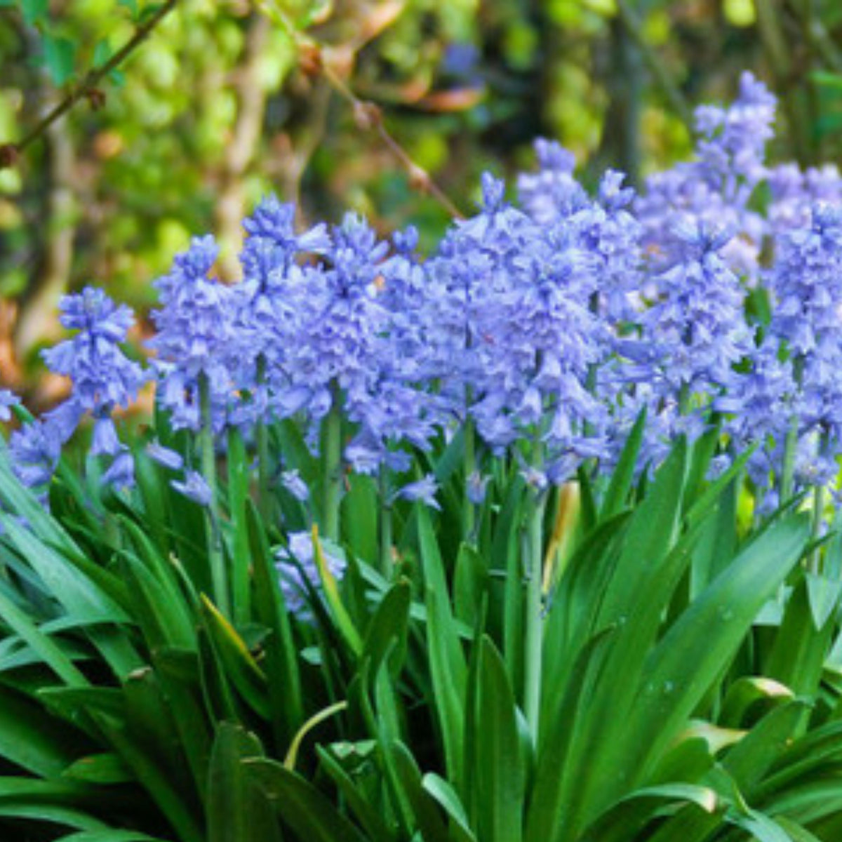 20s| Scilla Campanulata (Spanish Bluebell) - Mixed Colours Seeds– Heirloom, Non-GMO, Easy to Grow Perennial, Perfect for Borders, Rock Gardens, Cottage Gardens, and Pollinator-Friendly Landscapes#8052