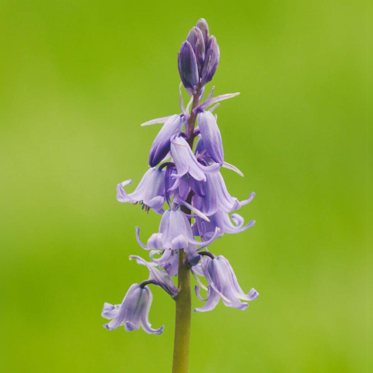 20s| Scilla Campanulata (Spanish Bluebell) - Mixed Colours Seeds– Heirloom, Non-GMO, Easy to Grow Perennial, Perfect for Borders, Rock Gardens, Cottage Gardens, and Pollinator-Friendly Landscapes#8052
