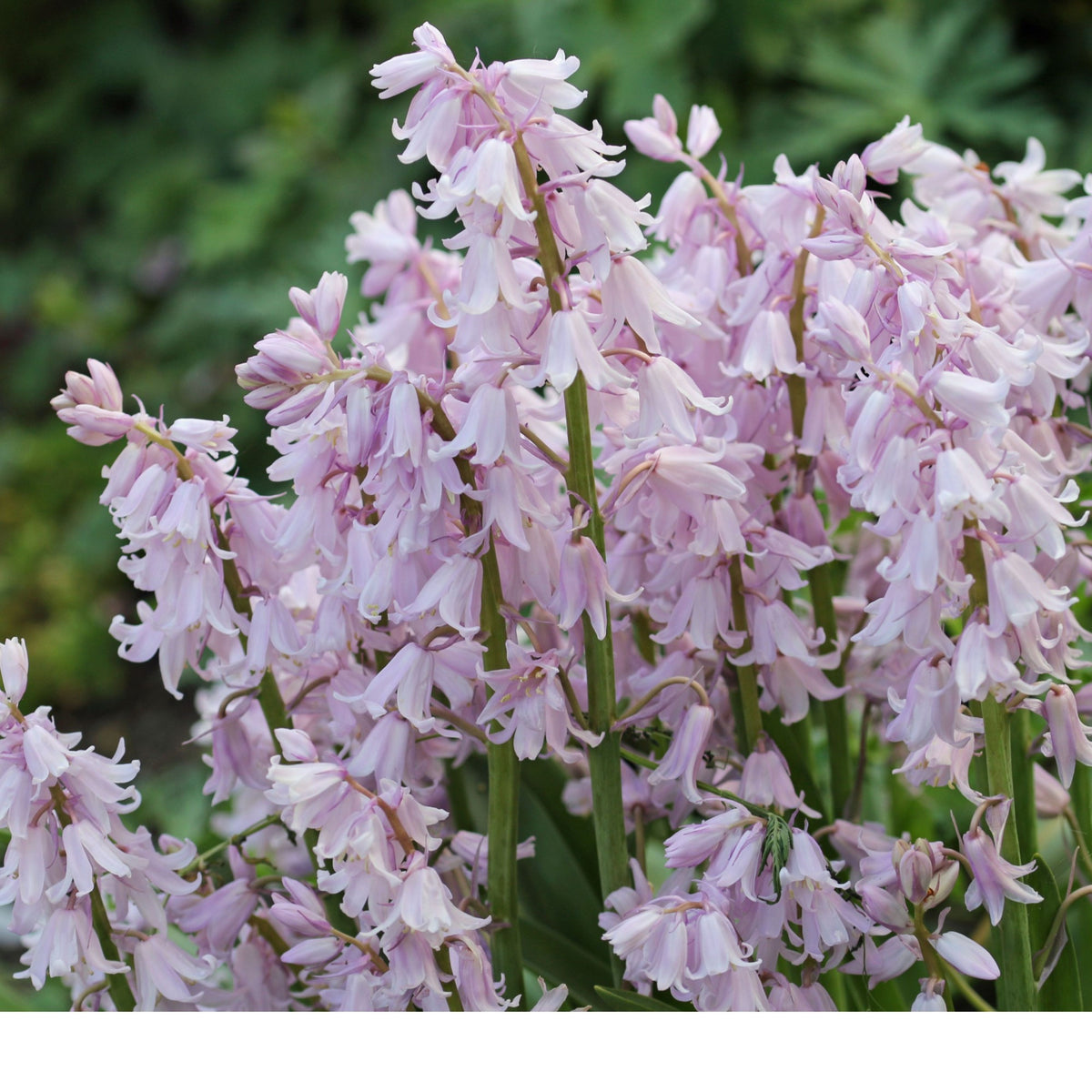 20s| Scilla Campanulata (Spanish Bluebell) - Mixed Colours Seeds– Heirloom, Non-GMO, Easy to Grow Perennial, Perfect for Borders, Rock Gardens, Cottage Gardens, and Pollinator-Friendly Landscapes#8052