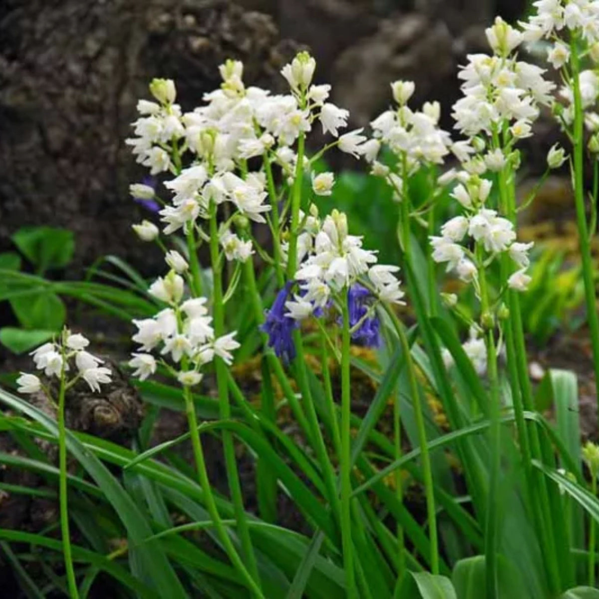 20s| Scilla Campanulata (Spanish Bluebell) - Mixed Colours Seeds– Heirloom, Non-GMO, Easy to Grow Perennial, Perfect for Borders, Rock Gardens, Cottage Gardens, and Pollinator-Friendly Landscapes#8052