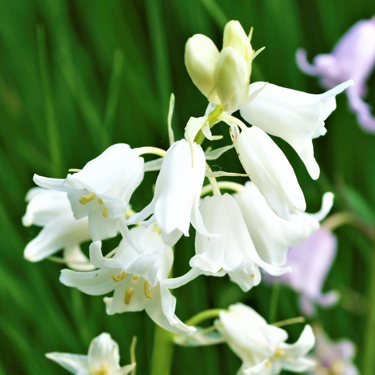 20s| Scilla Campanulata (Spanish Bluebell) - Mixed Colours Seeds– Heirloom, Non-GMO, Easy to Grow Perennial, Perfect for Borders, Rock Gardens, Cottage Gardens, and Pollinator-Friendly Landscapes#8052