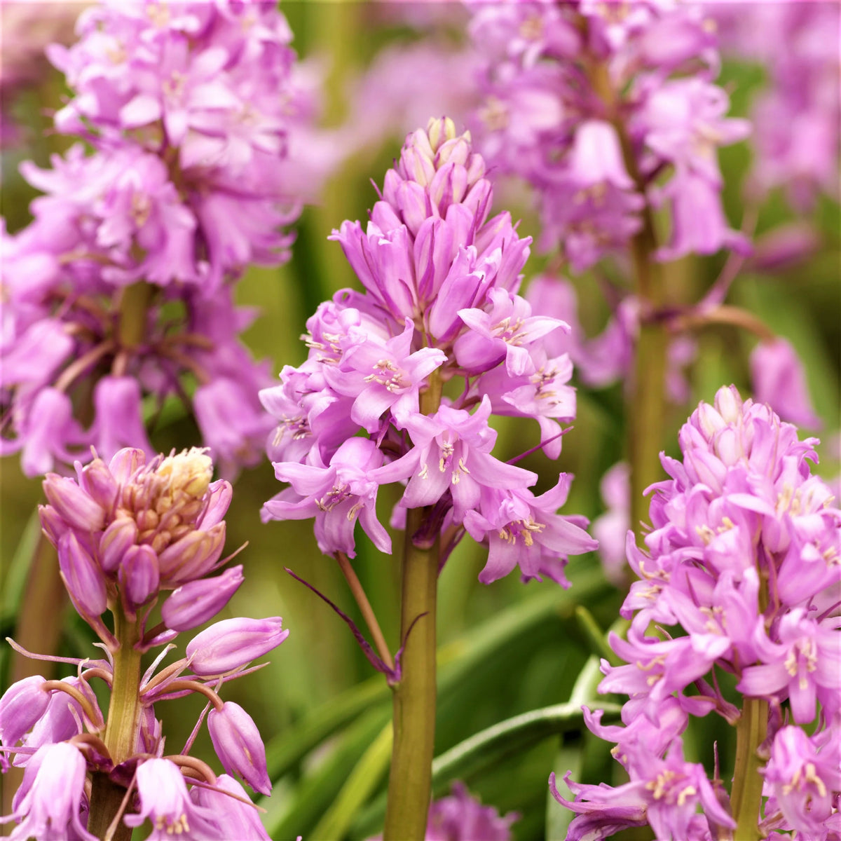 20s| Scilla Campanulata (Spanish Bluebell) - Mixed Colours Seeds– Heirloom, Non-GMO, Easy to Grow Perennial, Perfect for Borders, Rock Gardens, Cottage Gardens, and Pollinator-Friendly Landscapes#8052