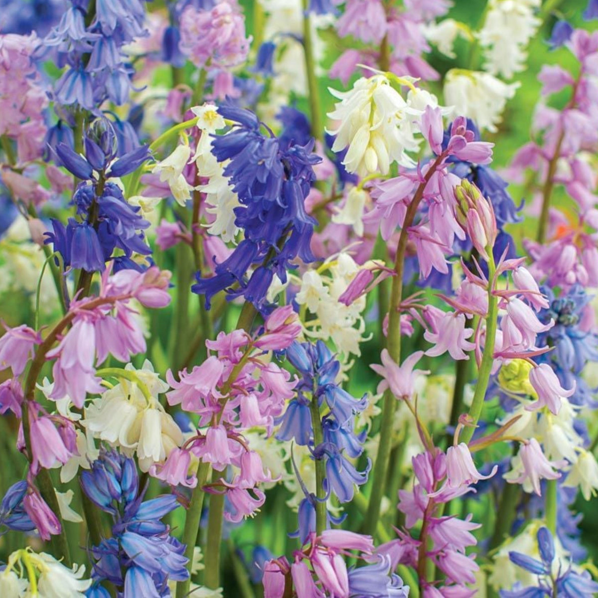 20s| Scilla Campanulata (Spanish Bluebell) - Mixed Colours Seeds– Heirloom, Non-GMO, Easy to Grow Perennial, Perfect for Borders, Rock Gardens, Cottage Gardens, and Pollinator-Friendly Landscapes#8052