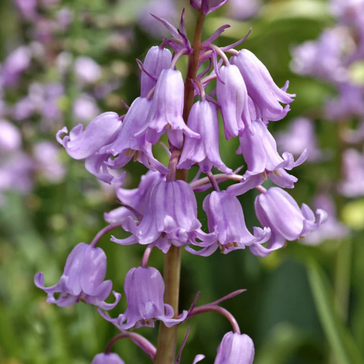 20s| Scilla Campanulata (Spanish Bluebell) - Mixed Colours Seeds– Heirloom, Non-GMO, Easy to Grow Perennial, Perfect for Borders, Rock Gardens, Cottage Gardens, and Pollinator-Friendly Landscapes#8052