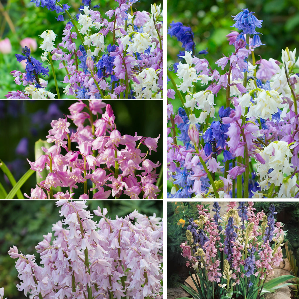 20s| Scilla Campanulata (Spanish Bluebell) - Mixed Colours Seeds– Heirloom, Non-GMO, Easy to Grow Perennial, Perfect for Borders, Rock Gardens, Cottage Gardens, and Pollinator-Friendly Landscapes#8052