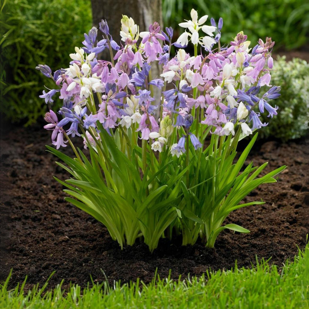 20s| Scilla Campanulata (Spanish Bluebell) - Mixed Colours Seeds– Heirloom, Non-GMO, Easy to Grow Perennial, Perfect for Borders, Rock Gardens, Cottage Gardens, and Pollinator-Friendly Landscapes#8052