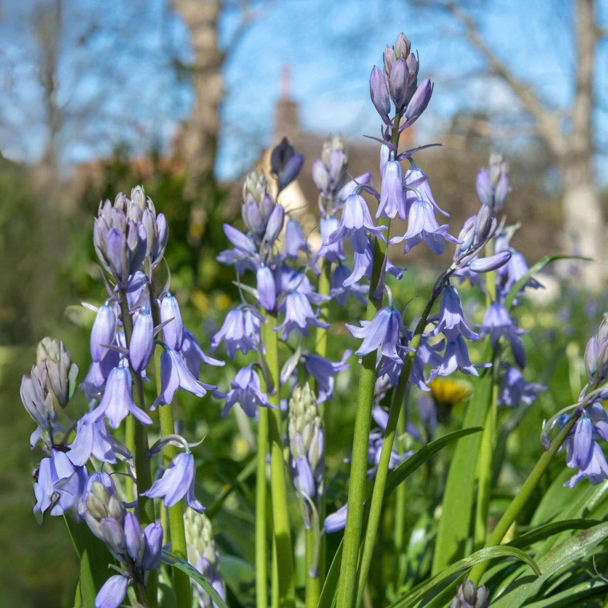 20s| Scilla Campanulata (Spanish Bluebell) - Mixed Colours Seeds– Heirloom, Non-GMO, Easy to Grow Perennial, Perfect for Borders, Rock Gardens, Cottage Gardens, and Pollinator-Friendly Landscapes#8052