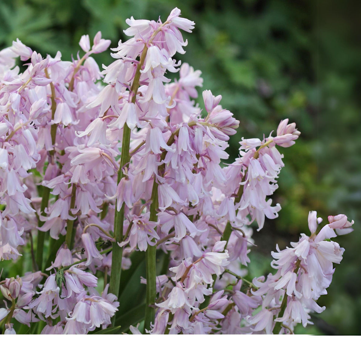 20s| Scilla Campanulata (Spanish Bluebell) - Mixed Colours Seeds– Heirloom, Non-GMO, Easy to Grow Perennial, Perfect for Borders, Rock Gardens, Cottage Gardens, and Pollinator-Friendly Landscapes#8052