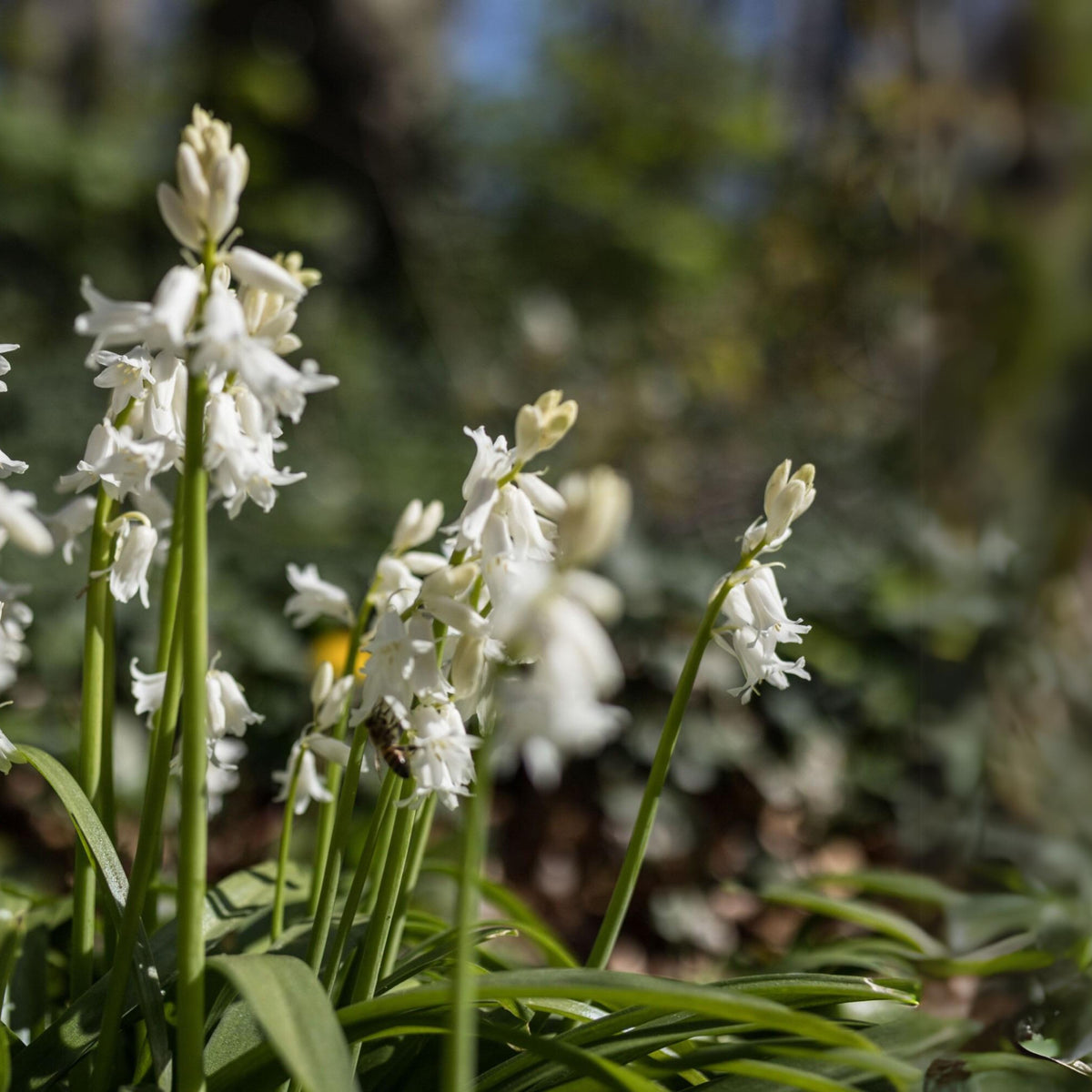 20s| Scilla Campanulata (Spanish Bluebell) - Mixed Colours Seeds– Heirloom, Non-GMO, Easy to Grow Perennial, Perfect for Borders, Rock Gardens, Cottage Gardens, and Pollinator-Friendly Landscapes#8052