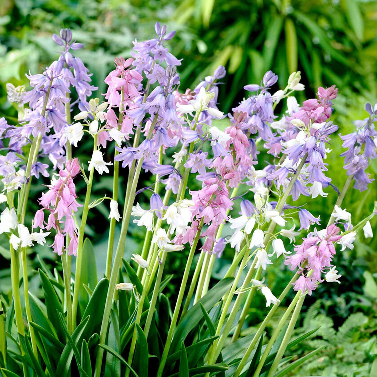 20s| Scilla Campanulata (Spanish Bluebell) - Mixed Colours Seeds– Heirloom, Non-GMO, Easy to Grow Perennial, Perfect for Borders, Rock Gardens, Cottage Gardens, and Pollinator-Friendly Landscapes#8052
