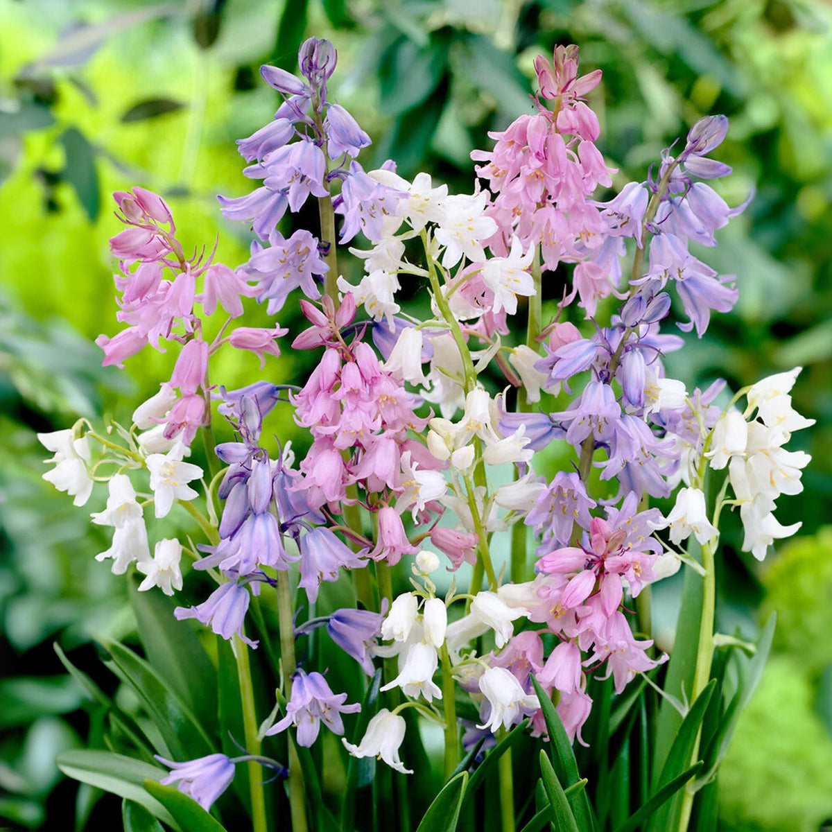 20s| Scilla Campanulata (Spanish Bluebell) - Mixed Colours Seeds– Heirloom, Non-GMO, Easy to Grow Perennial, Perfect for Borders, Rock Gardens, Cottage Gardens, and Pollinator-Friendly Landscapes#8052