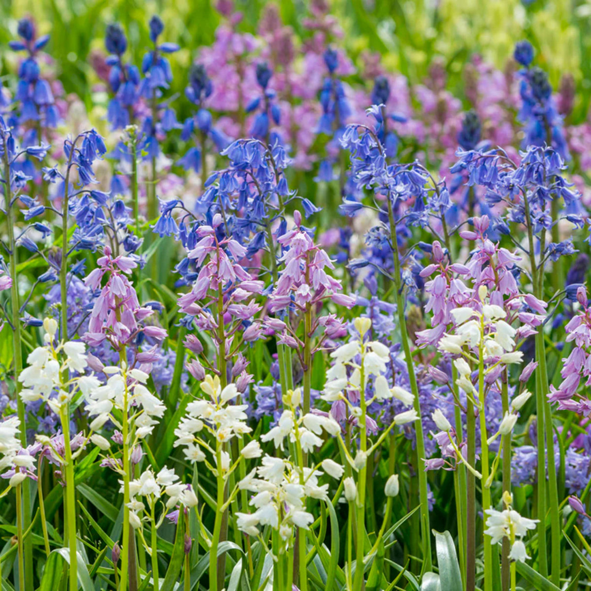 20s| Scilla Campanulata (Spanish Bluebell) - Mixed Colours Seeds– Heirloom, Non-GMO, Easy to Grow Perennial, Perfect for Borders, Rock Gardens, Cottage Gardens, and Pollinator-Friendly Landscapes#8052