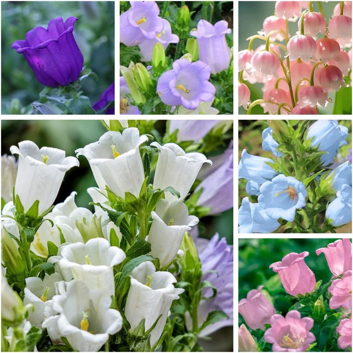 20s| Campanula medium 'Double Mix' (Cup & Saucer) Seeds – Heirloom, Non-GMO, Easy to Grow Perennial, Perfect for Borders, Rock Gardens, Cottage Gardens, and Pollinator-Friendly Landscapes#8053