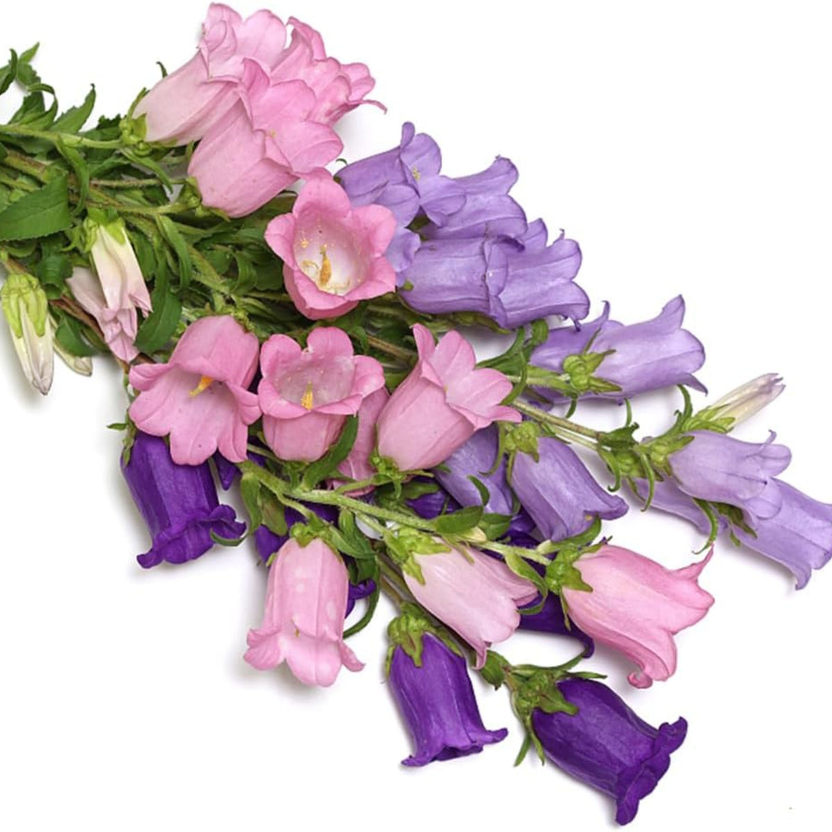 20s| Campanula medium 'Double Mix' (Cup & Saucer) Seeds – Heirloom, Non-GMO, Easy to Grow Perennial, Perfect for Borders, Rock Gardens, Cottage Gardens, and Pollinator-Friendly Landscapes#8053