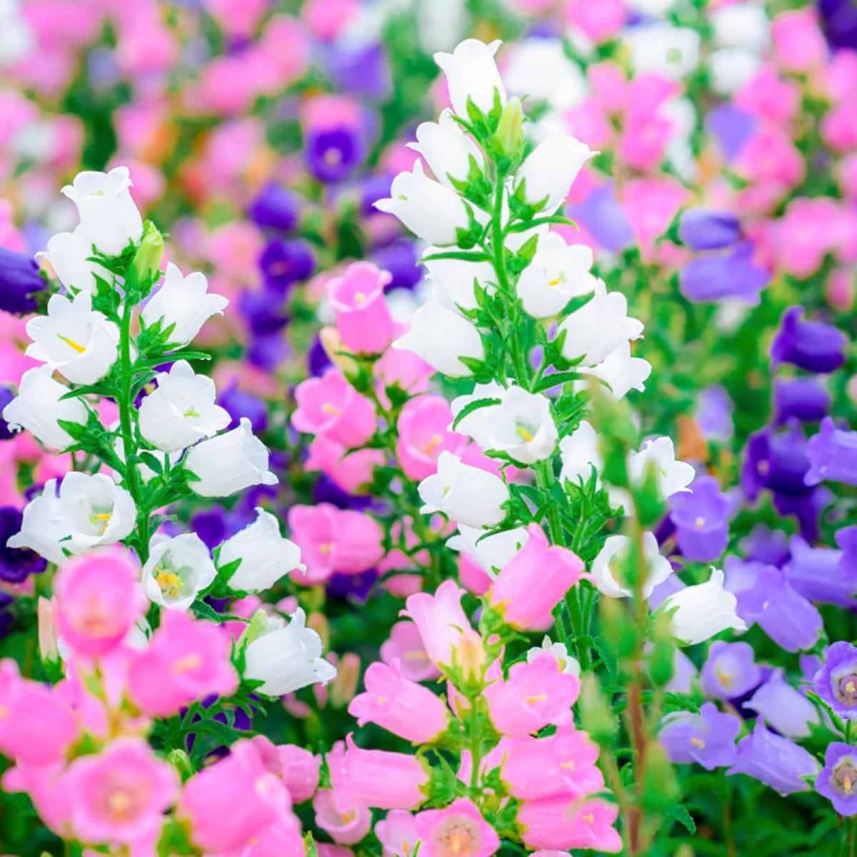 20s| Campanula medium 'Double Mix' (Cup & Saucer) Seeds – Heirloom, Non-GMO, Easy to Grow Perennial, Perfect for Borders, Rock Gardens, Cottage Gardens, and Pollinator-Friendly Landscapes#8053