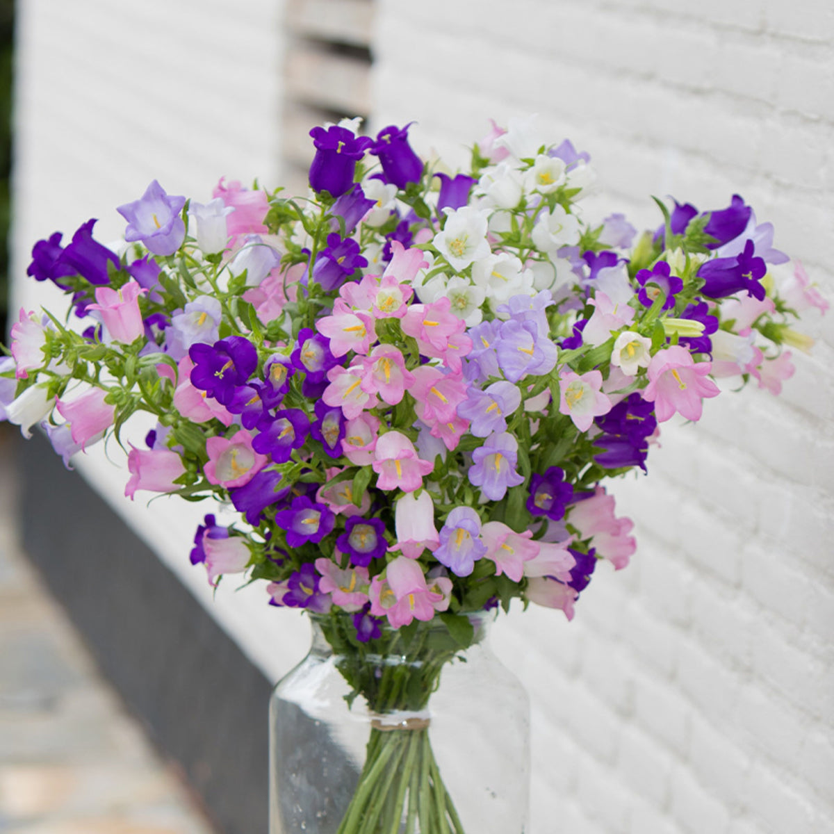 20s| Campanula medium 'Double Mix' (Cup & Saucer) Seeds – Heirloom, Non-GMO, Easy to Grow Perennial, Perfect for Borders, Rock Gardens, Cottage Gardens, and Pollinator-Friendly Landscapes#8053