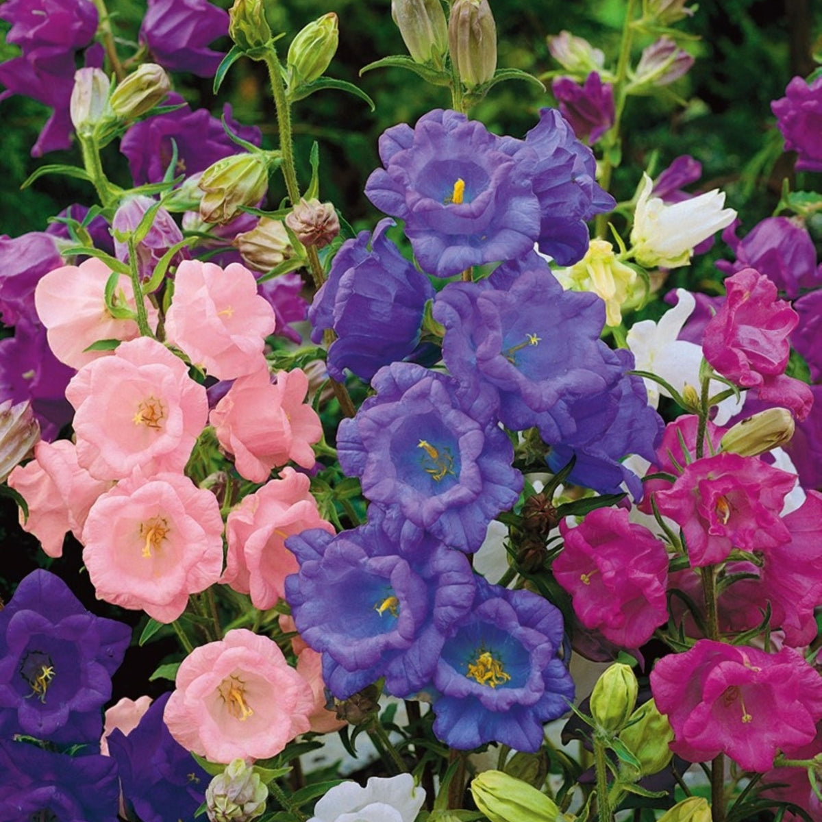 20s| Campanula medium 'Double Mix' (Cup & Saucer) Seeds – Heirloom, Non-GMO, Easy to Grow Perennial, Perfect for Borders, Rock Gardens, Cottage Gardens, and Pollinator-Friendly Landscapes#8053