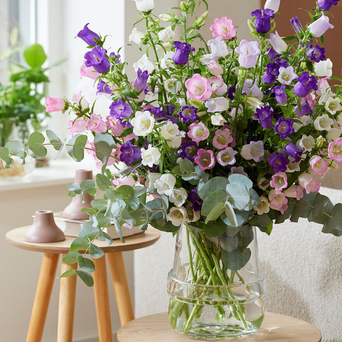 Campanula Medium 'Double Mix' (Cup & Saucer) Seeds, 20 seeds