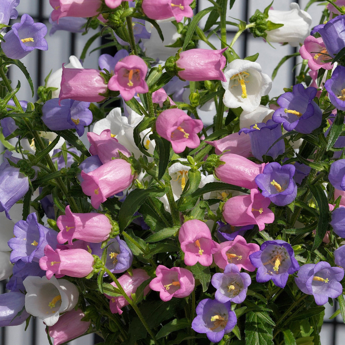 20s| Campanula medium 'Double Mix' (Cup & Saucer) Seeds – Heirloom, Non-GMO, Easy to Grow Perennial, Perfect for Borders, Rock Gardens, Cottage Gardens, and Pollinator-Friendly Landscapes#8053