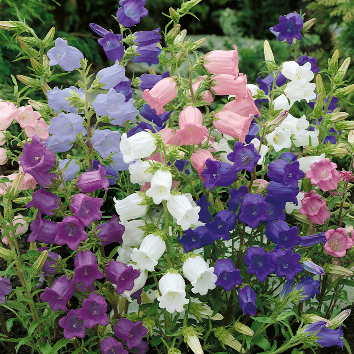 20s| Campanula medium 'Double Mix' (Cup & Saucer) Seeds – Heirloom, Non-GMO, Easy to Grow Perennial, Perfect for Borders, Rock Gardens, Cottage Gardens, and Pollinator-Friendly Landscapes#8053