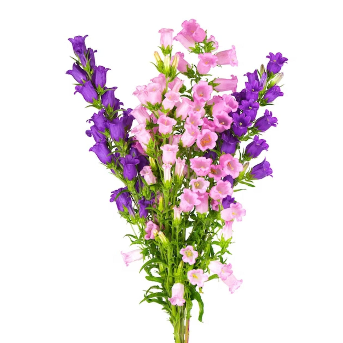 20s| Campanula medium 'Double Mix' (Cup & Saucer) Seeds – Heirloom, Non-GMO, Easy to Grow Perennial, Perfect for Borders, Rock Gardens, Cottage Gardens, and Pollinator-Friendly Landscapes#8053