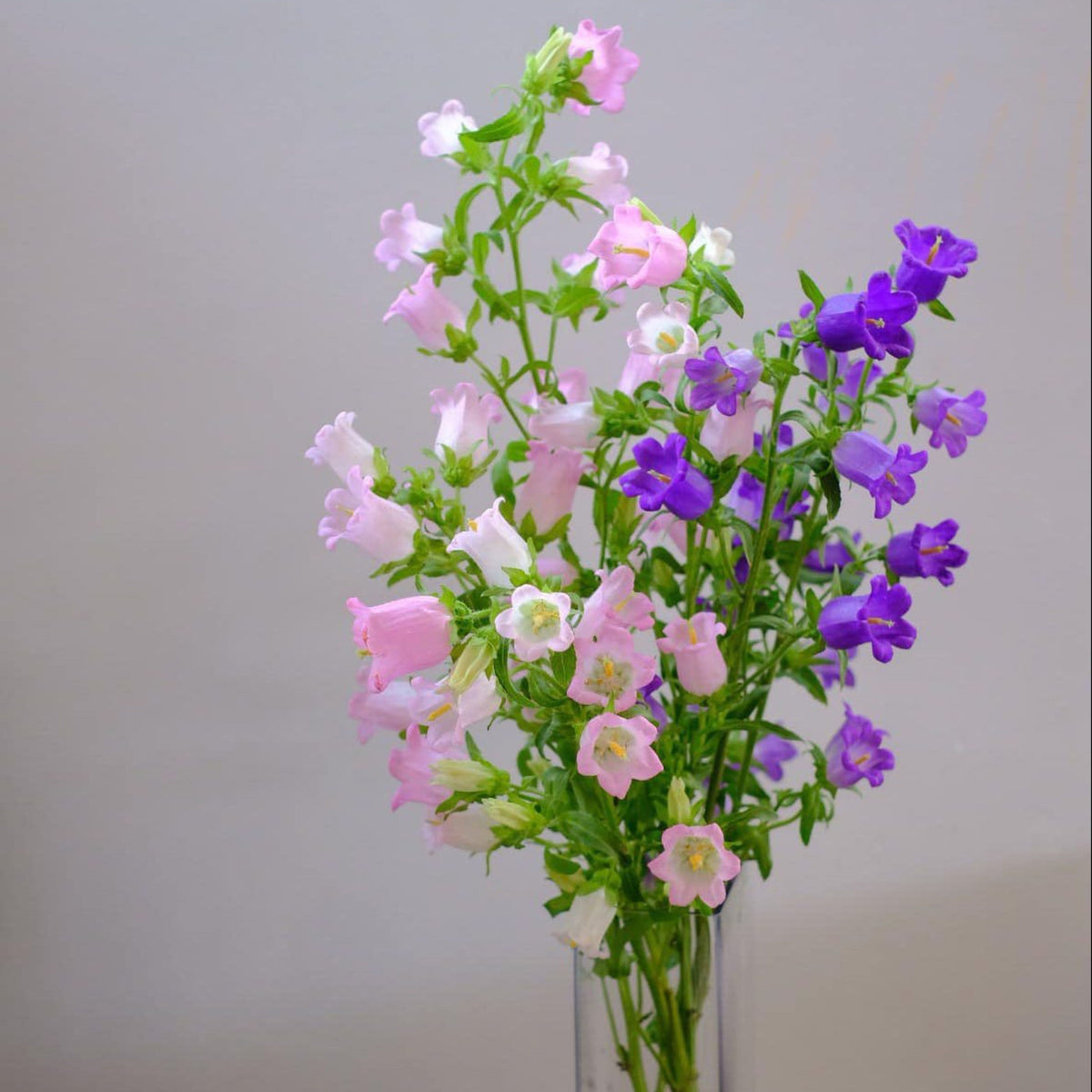20s| Campanula medium 'Double Mix' (Cup & Saucer) Seeds – Heirloom, Non-GMO, Easy to Grow Perennial, Perfect for Borders, Rock Gardens, Cottage Gardens, and Pollinator-Friendly Landscapes#8053