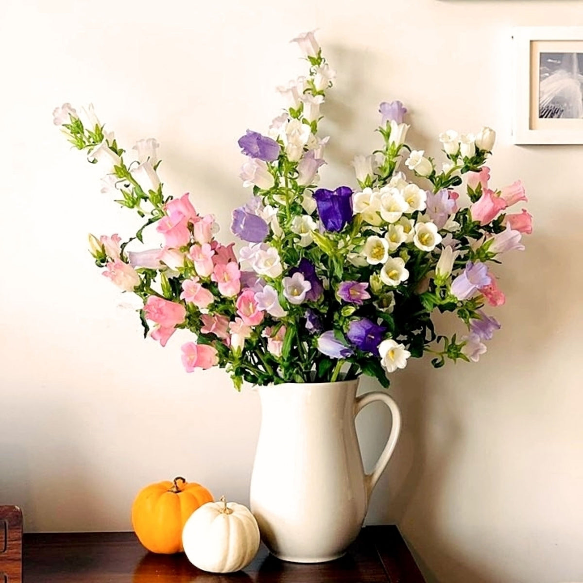 20s| Campanula medium 'Double Mix' (Cup & Saucer) Seeds – Heirloom, Non-GMO, Easy to Grow Perennial, Perfect for Borders, Rock Gardens, Cottage Gardens, and Pollinator-Friendly Landscapes#8053