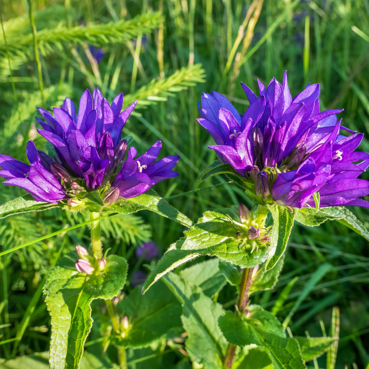 20s| Campanula Glomerata Superba Seeds – Heirloom, Non-GMO, Easy to Grow Perennial, Perfect for Borders, Rock Gardens, Cottage Gardens, and Pollinator-Friendly Landscapes#8054