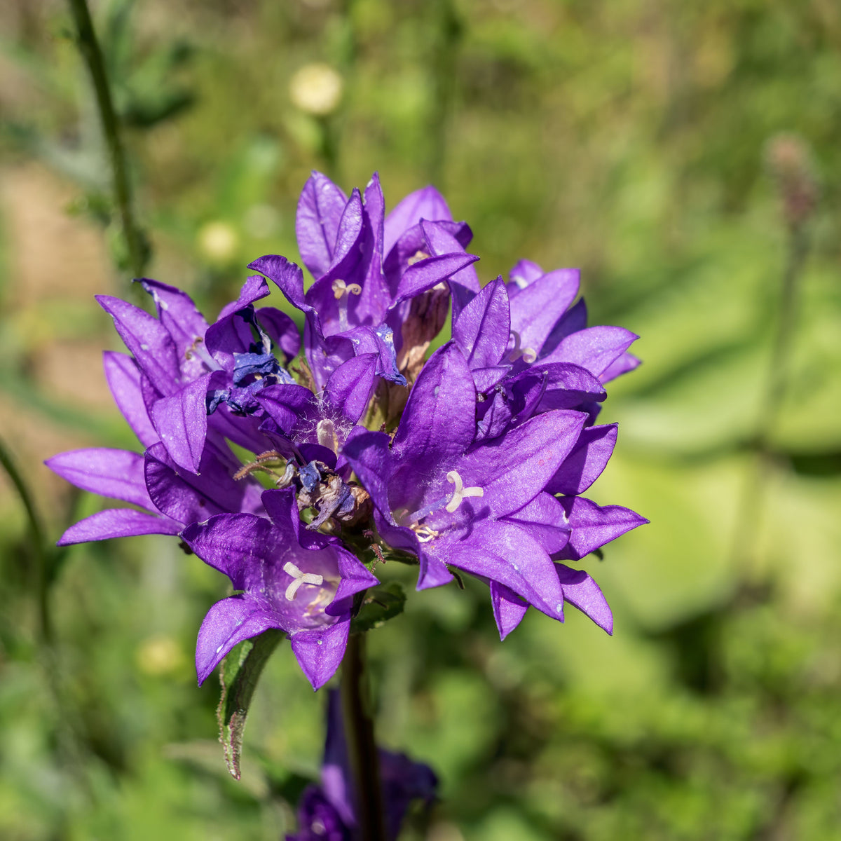 20s| Campanula Glomerata Superba Seeds – Heirloom, Non-GMO, Easy to Grow Perennial, Perfect for Borders, Rock Gardens, Cottage Gardens, and Pollinator-Friendly Landscapes#8054