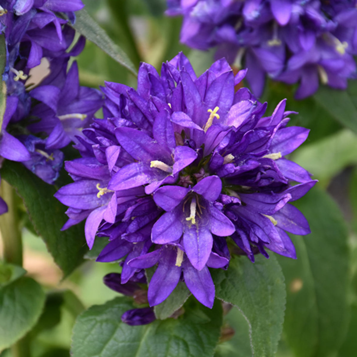 20s| Campanula Glomerata Superba Seeds – Heirloom, Non-GMO, Easy to Grow Perennial, Perfect for Borders, Rock Gardens, Cottage Gardens, and Pollinator-Friendly Landscapes#8054