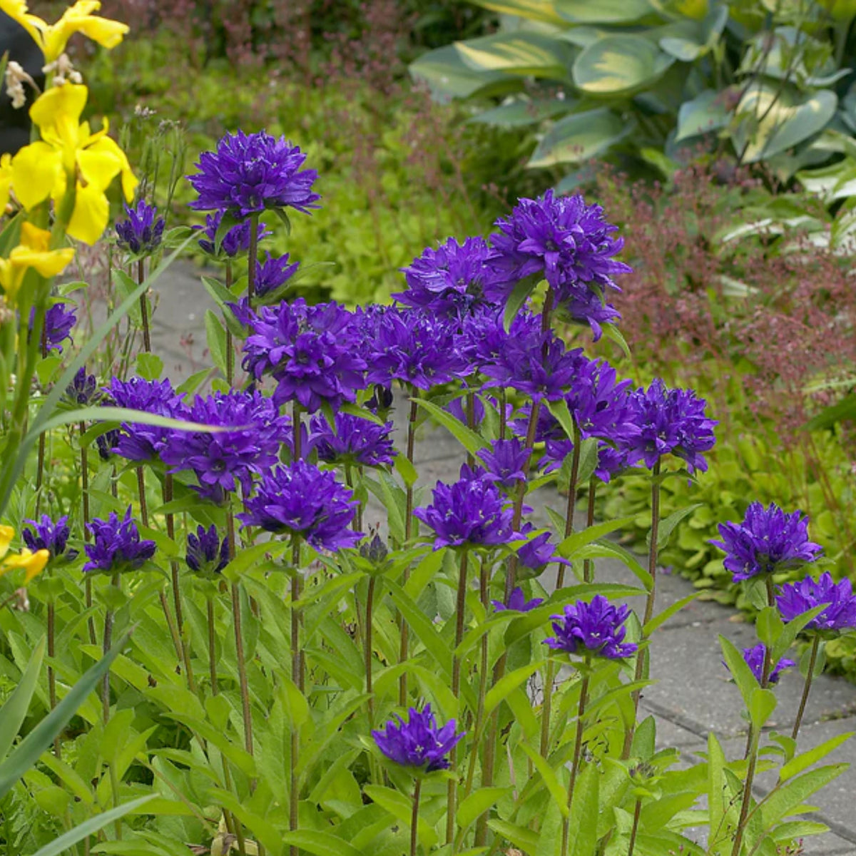 20s| Campanula Glomerata Superba Seeds – Heirloom, Non-GMO, Easy to Grow Perennial, Perfect for Borders, Rock Gardens, Cottage Gardens, and Pollinator-Friendly Landscapes#8054