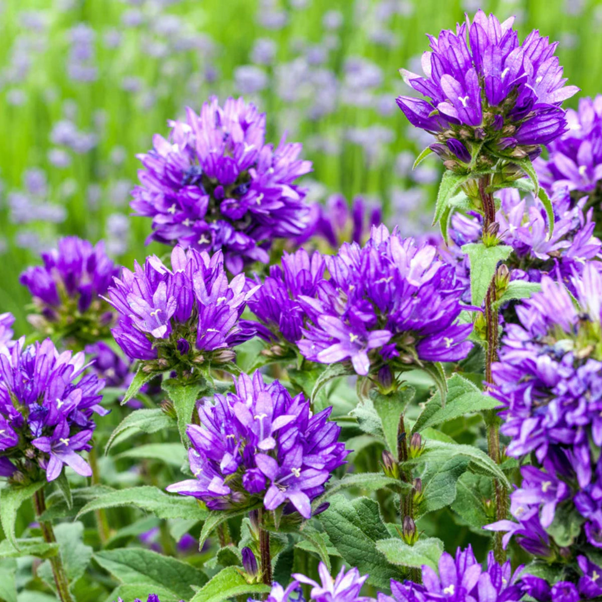 20s| Campanula Glomerata Superba Seeds – Heirloom, Non-GMO, Easy to Grow Perennial, Perfect for Borders, Rock Gardens, Cottage Gardens, and Pollinator-Friendly Landscapes#8054