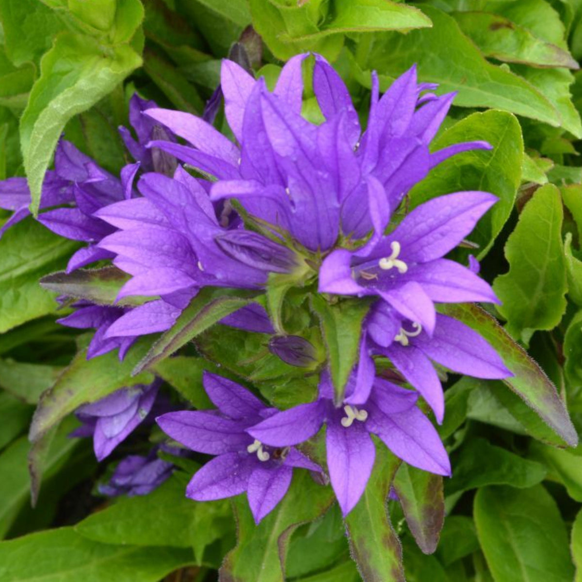 20s| Campanula Glomerata Superba Seeds – Heirloom, Non-GMO, Easy to Grow Perennial, Perfect for Borders, Rock Gardens, Cottage Gardens, and Pollinator-Friendly Landscapes#8054