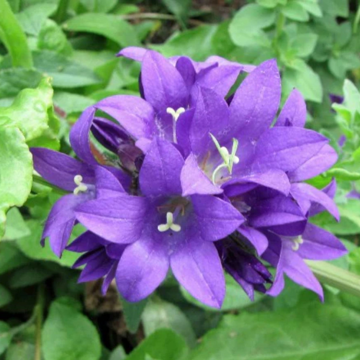 20s| Campanula Glomerata Superba Seeds – Heirloom, Non-GMO, Easy to Grow Perennial, Perfect for Borders, Rock Gardens, Cottage Gardens, and Pollinator-Friendly Landscapes#8054