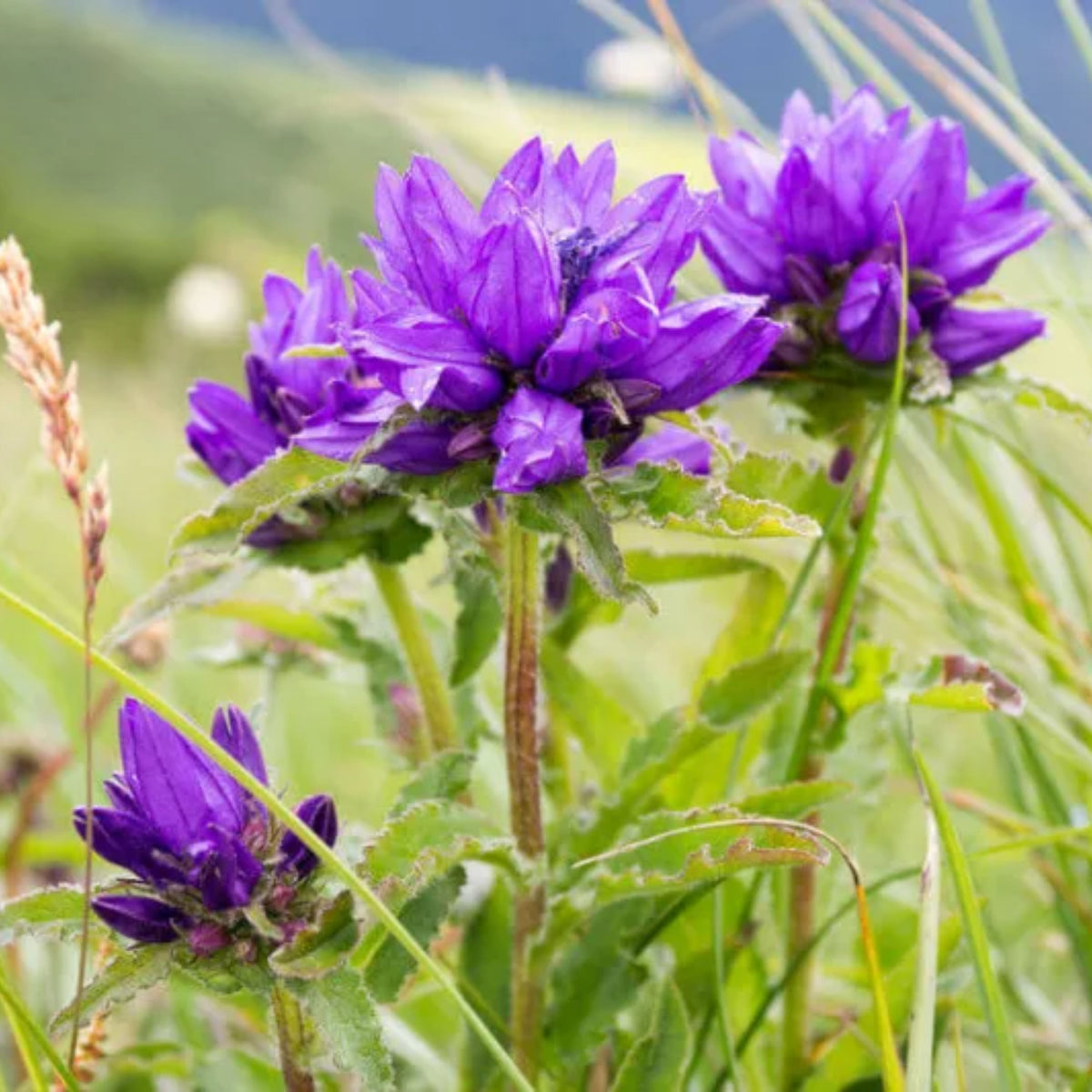 20s| Campanula Glomerata Superba Seeds – Heirloom, Non-GMO, Easy to Grow Perennial, Perfect for Borders, Rock Gardens, Cottage Gardens, and Pollinator-Friendly Landscapes#8054