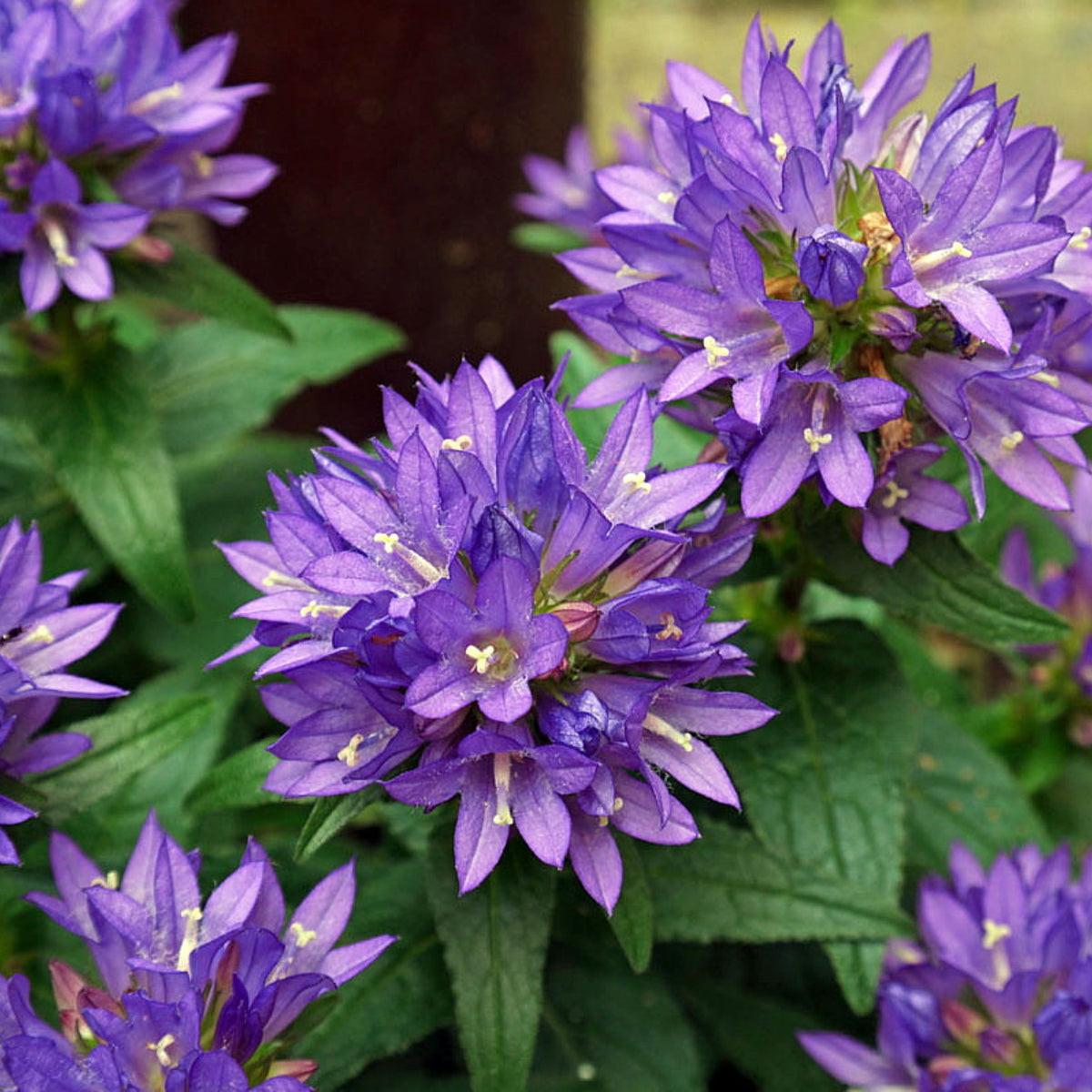 20s| Campanula Glomerata Superba Seeds – Heirloom, Non-GMO, Easy to Grow Perennial, Perfect for Borders, Rock Gardens, Cottage Gardens, and Pollinator-Friendly Landscapes#8054