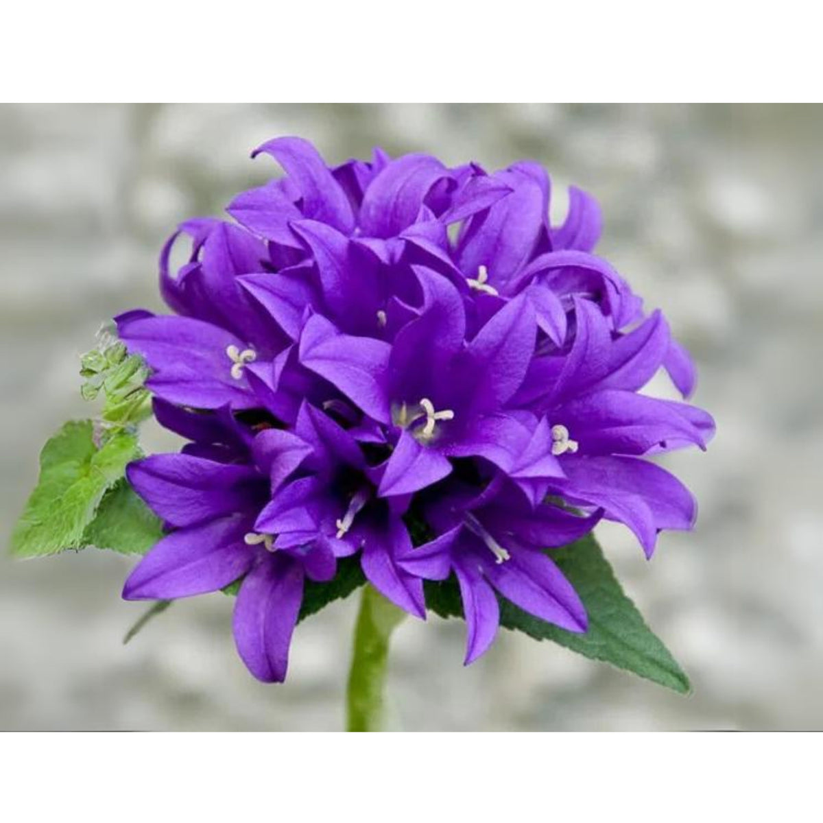 20s| Campanula Glomerata Superba Seeds – Heirloom, Non-GMO, Easy to Grow Perennial, Perfect for Borders, Rock Gardens, Cottage Gardens, and Pollinator-Friendly Landscapes#8054